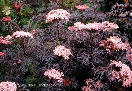 Elderberry Black Lace Bloom